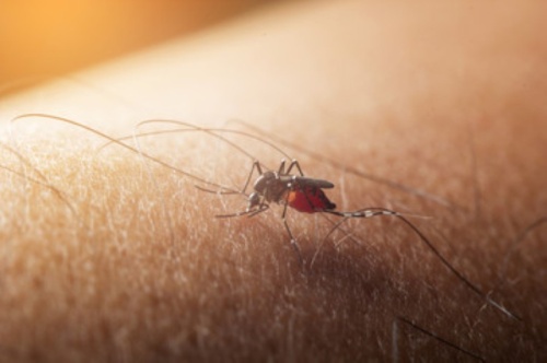 mosquito sitting over skin