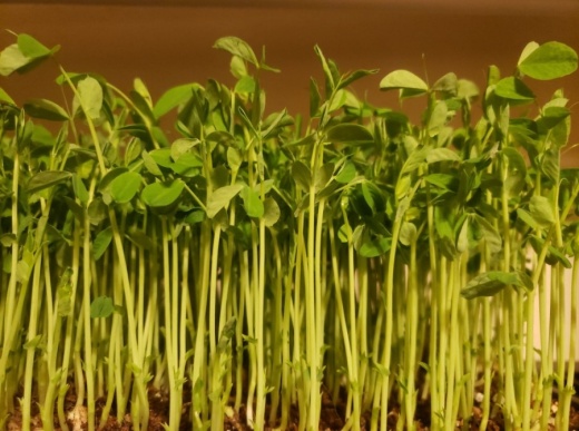 All microgreens are grown to order in a controlled environment from organic seeds with no pesticides, and they are harvested within 24 hours of delivery. (Courtesy Spring Harvest TX)