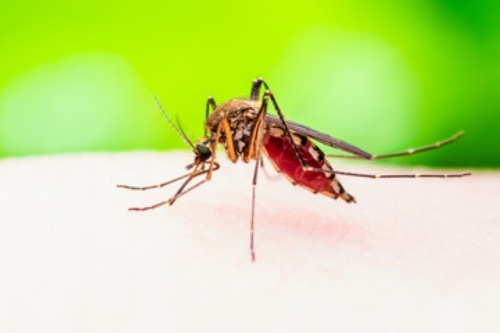 macro shot of a mosquito