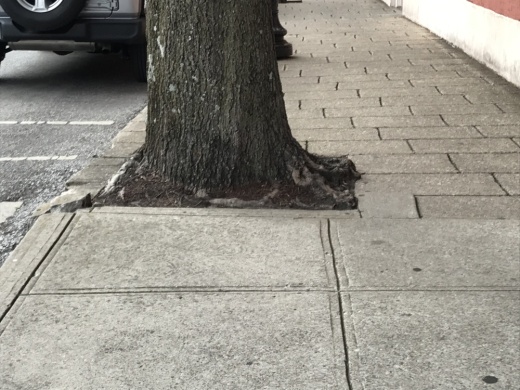 Some trees in downtown Franklin have outgrown their basins. (Wendy Sturges/Community Impact Newspaper)