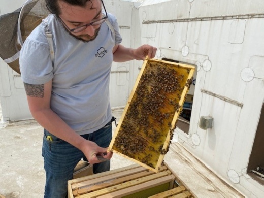 A beekeeper opening up a hive