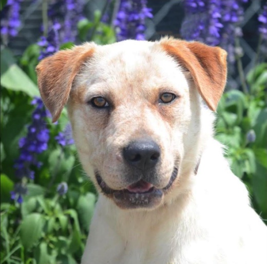 Izzy  is one of the 20 dogs in need of an emergency foster home. (Courtesy Austin Pets Alive)