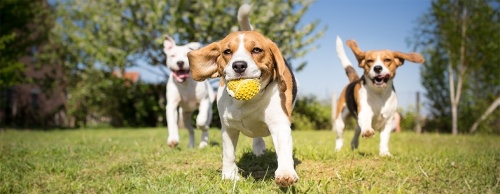 The owner of The Hindquarters Pet Supply has more than 300 hours of training in pet nutrition and is able to help San Marcos pet owners chose the right food for different life stages. (Courtesy Fotolia)