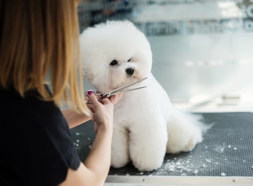 Houston's Fuzzy Tails Grooming Salon opened in May at 23232 Kingsland Blvd., Ste. A, Katy. (Courtesy Adobe Stock)