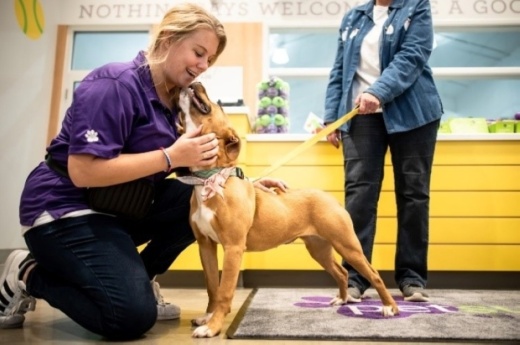 Courtesy PetSuites