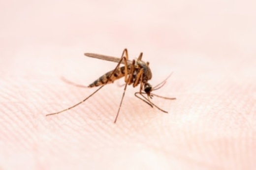 mosquito