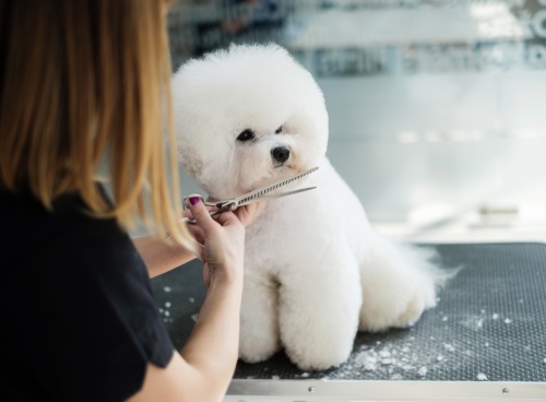 The Pit Stop Grooming opened in Georgetown on July 1. (Courtesy Adobe Stock)