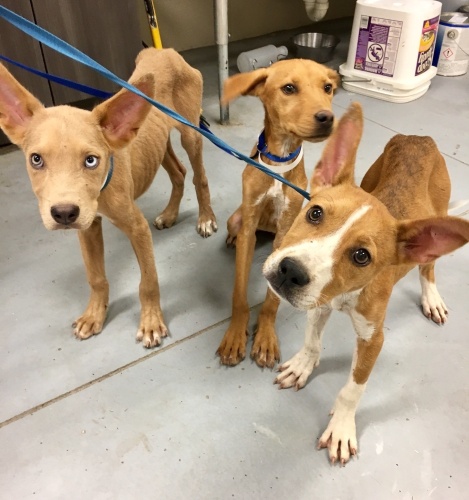 Montgomery County commissioners are funding two new animal cruelty investigators. The county previously did not have a unit for animal cruelty crimes, according to Precinct 2's Captain Greg Thomason. (Courtesy Montgomery County Animal Shelter)