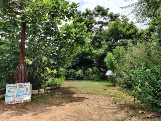 The Festival Beach Food Forest is situated on less than 1 acre of land at Edward Rendon Sr. Metro Park with plans for a 3-acre addition. (Ben Thompson/Community Impact Newspaper)