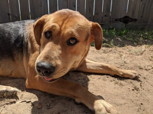 The Montgomery County Animal Shelter is limiting services for two weeks. (Anna Lotz/Community Impact Newspaper)