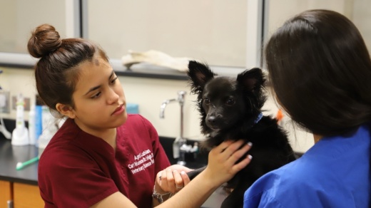 Former Wunsche Sr. High School student April Lubian assists a veterinarian with this canine's checkup at a clinic hosted through the school's veterinary sciences program. (Courtesy of Spring ISD)