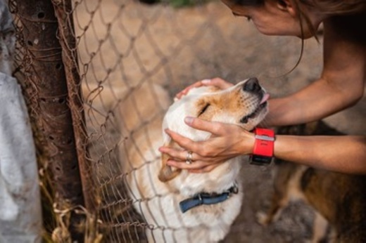 This year the campaign will combine a monthlong virtual adoption campaign with a single-day adoption celebration Sept. 18. (Courtesy Adobe Stock)