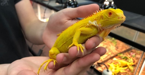 Repticon is one of many events taking place in Grapevine, Colleyville and Southlake this weekend. (Courtesy Repticon)