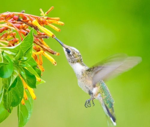 ​​​​​​​Harris County Precinct 3 will host its 13th annual Kleb Hummingbird Festival at the Kleb Woods Nature Preserve on Sept. 11. (Courtesy Frank Farese)