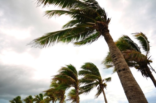 palm trees blowing in wind during storm