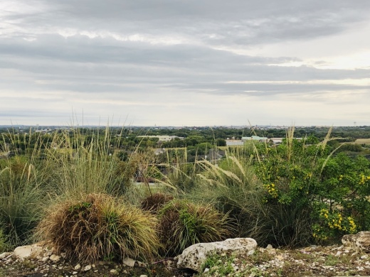 Fischer Park is home to a variety of native plant and animal species. (Community Impact Newspaper)