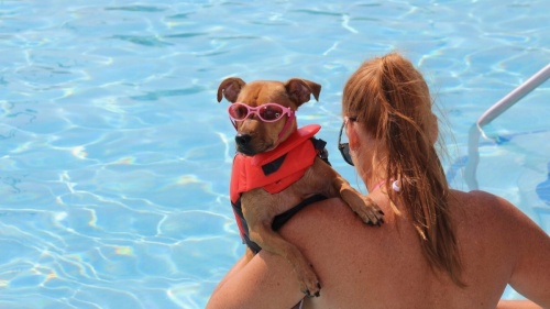 Cool off with the family dog on Sept. 18 at the Paws in the Pool event at Frisco Water Park. (Courtesy city of Frisco)