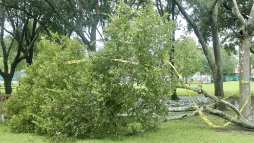 Stevenson Park in Friendswood was scattered with branches, leaves and other vegetation debris following the landfall of Hurricane Nicholas. (Andy Yanez/Community Impact Newspaper) 