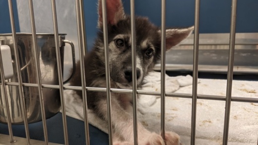 The pandemic and other challenges have strained the available resources at the Montgomery County Animal Shelter. (Jishnu Nair/Community Impact Newspaper)