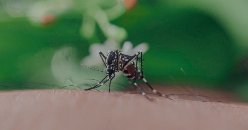 A positive West Nile virus sample was found near 240 McDonwell School Road in Colleyville on Sept. 20. (Courtesy Pexels)