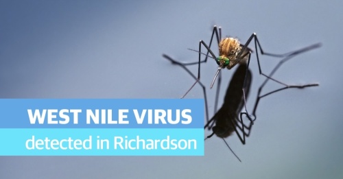 City health officials decided to spray two portions of Richardson after mosquitoes tested positive for the West Nile virus, according to a city release. (Courtesy Adobe Stock)
