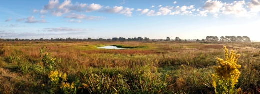 Katy Prairie Conservancy’s Indiangrass Preserve features restored wetlands. (Courtesy Don Pine)