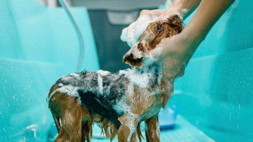 PetBar's monthly membership fee varies on the size of the dog. Members can bathe their pets an unlimited number of times each month for one price. (Courtesy PetBar)