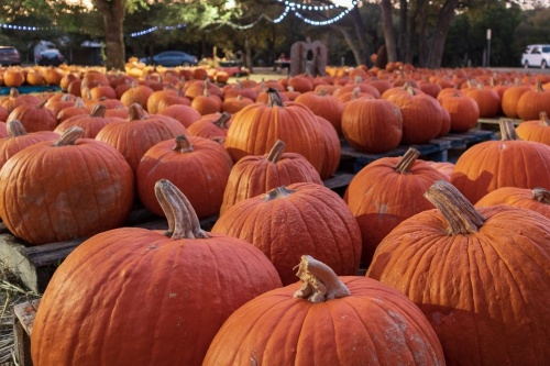 Rockbridge Church is hosting an outdoor, socially-distanced pumpkin patch in Cedar Park with a variety of pumpkins and gourds for sale. (Courtesy Rockbridge Church)