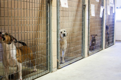 The shelter has a variety of animals available for adoption. (Lauren Canterberry/Community Impact Newspaper)