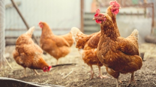 The ordinance states residents must be approved for a permit with the animal services department before owning chickens. (Courtesy Adobe Stock)