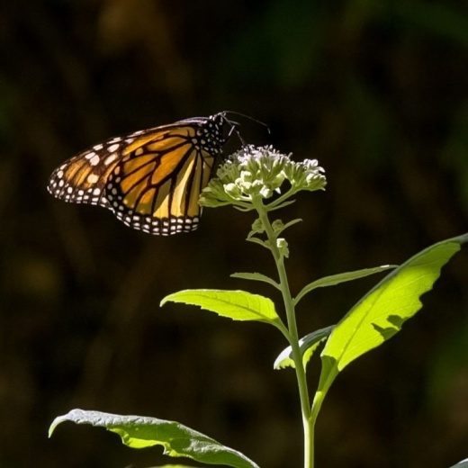 San Antonio's Monarch Butterfly and Pollinator Festival marks the monarch butterfly's migration with several fun, educational events. (Courtesy Texas Butterfly Ranch)