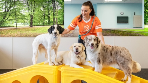 Dogtopia offers day care, boarding and a spa, and the business is coming to Southlake later this month. (Courtesy Dogtopia)