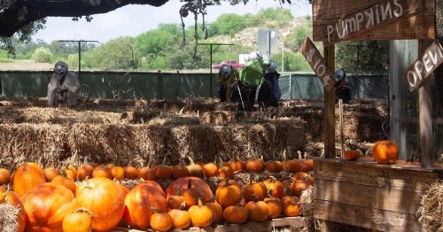 Milberger's Nursery is hosting a pet-friendly pumpkin patch during business hours throughout October. Several North Side churches and businesses have pumpkin patches open to the public. (Courtesy Milberger's Nursery)