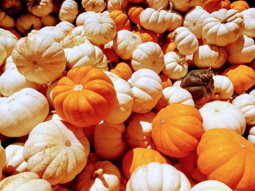 Blue Monkey is holding its annual pumpkin patch plus a fall festival on Oct. 16. (Courtesy Blue Monkey)