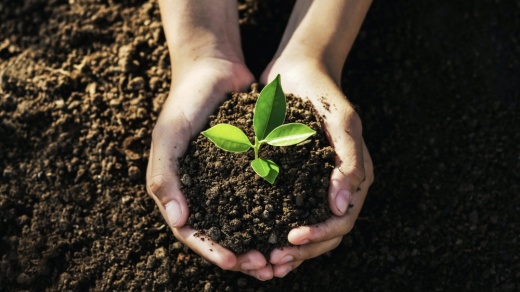 Local organizations will share about conservation efforts and native plants, and 200 trees will be given away on a first-come, first-served basis. (Courtesy Adobe Stock)