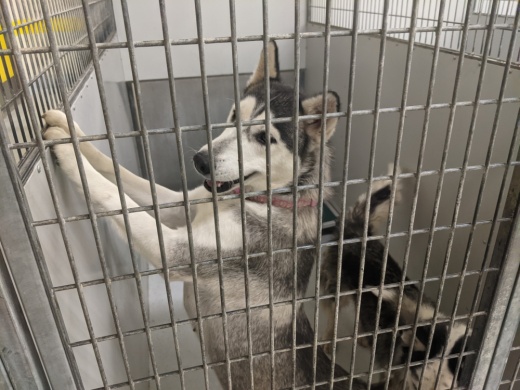 The Montgomery County Animal Shelter closed down several services for two months to deal with a distemper outbreak. (Jishnu Nair/Community Impact Newspaper)