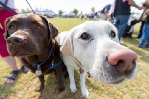 Woofstock, the city's annual event for dog owners, allows residents to bring their dogs to Tumbleweed Park for a "fur-filled day of free family fun for all," according to a news release from the city. (Courtesy city of Chandler)