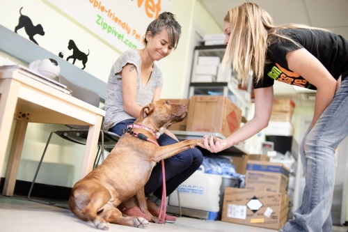 City Council approved a resolution resolving one of the main issues Austin Pets Alive and the city have been negotiating over. (Courtesy Austin Pets Alive)