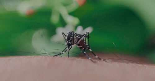 A mosquito trap tested positive for West Nile virus Dec. 2 in Cedar Park near RM 1431 and West New Hope Road, according to the Williamson County and Cities Health District. (Courtesy Pexels)
