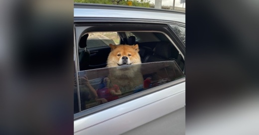 Dog in a car