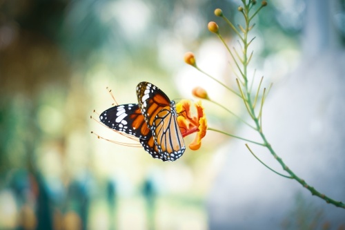 He said the property will be used to educate Katy-area children on local fauna and flora, with the back patio acting as a space for bird, bee and butterfly watching. (Courtesy Unsplash)