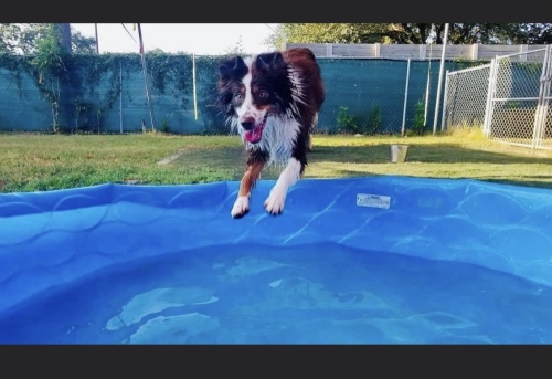 A dog plays at Howl N Woof Dog Daycare, which celebrated its anniversary Nov. 15. (Courtesy Amy Emmons)