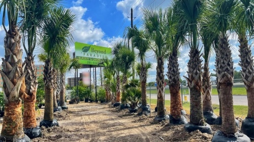 Beyond Paradise Nursery plans to relocate to Tomball in spring 2022. (Courtesy Beyond Paradise Nursery)
