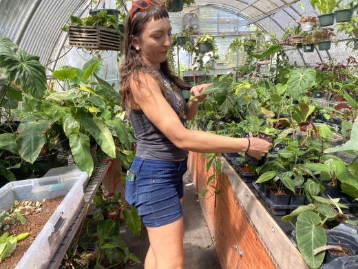 Houseplant manager Melissa Hagen’s “office” is a greenhouse where she experiments with different plant cuttings. (Darcy Sprague/Community Impact Newspaper)