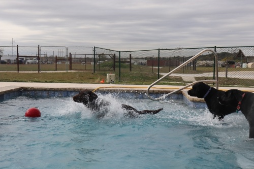 
Dogs have open fields and a pool to play in. (Photos by Zara Flores/Community Impact Newspaper)