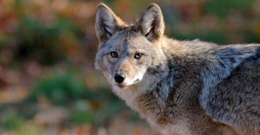 Richardson Animal Services anticipates that area residents could see an increase in bobcat and coyote sightings during their mating season. (Courtesy Adobe Stock)