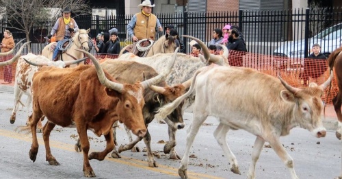 The Western Heritage Parade and Cattle Drive is held the weekend before the beginning of the annual San Antonio Stock Show and Rodeo. (Courtesy San Antonio Stock Show and Rodeo)