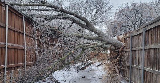 Fallen tree.