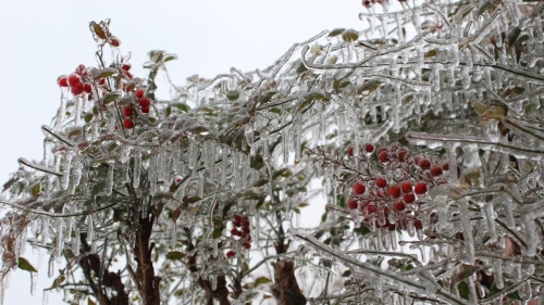 icicles on tree in mckinney