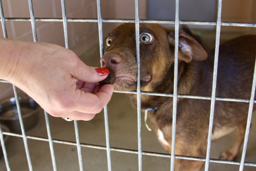 A shelter dog gets a treat at the Humane Society of the New Braunfels Area in this September file photo. (Lauren Canterberry/Community Impact Newspaper)